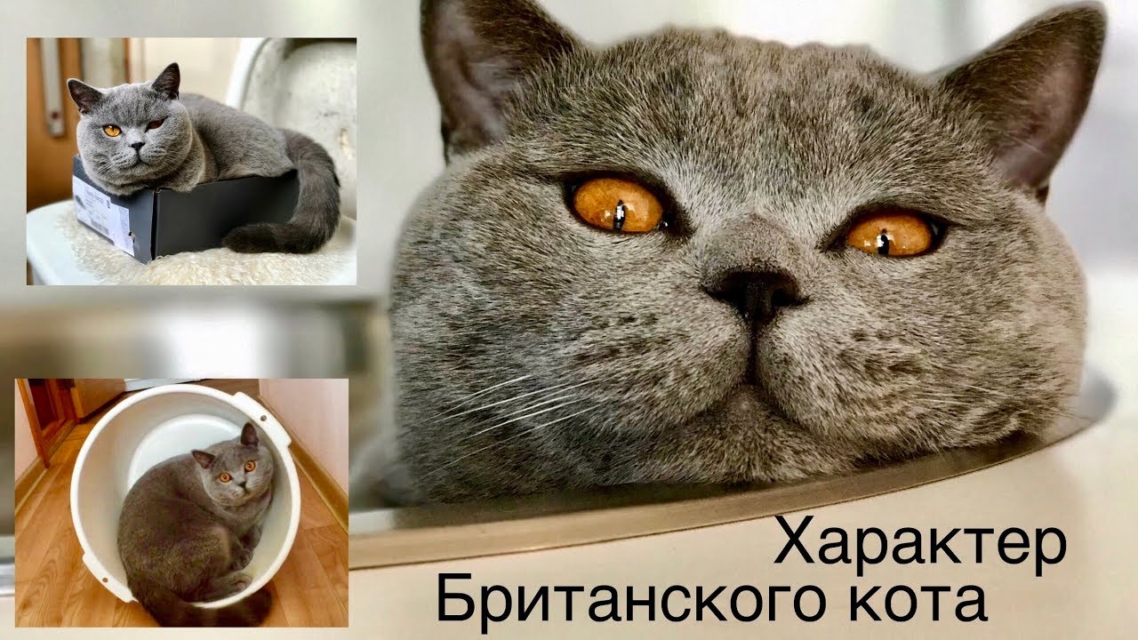 Смешные моменты БРИТАНСКОГО КОТА или какой ХАРАКТЕР кота /British cat