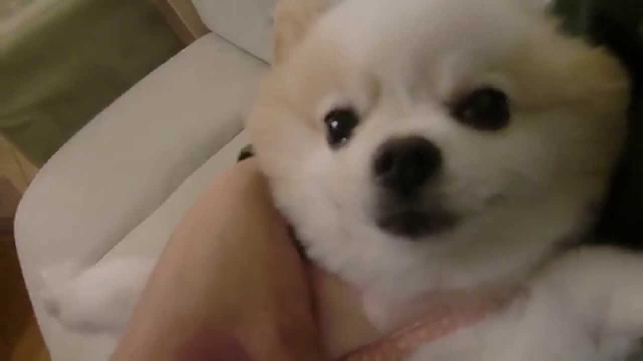 保護犬カフェ鶴橋店　ポメラニアンのファンタ