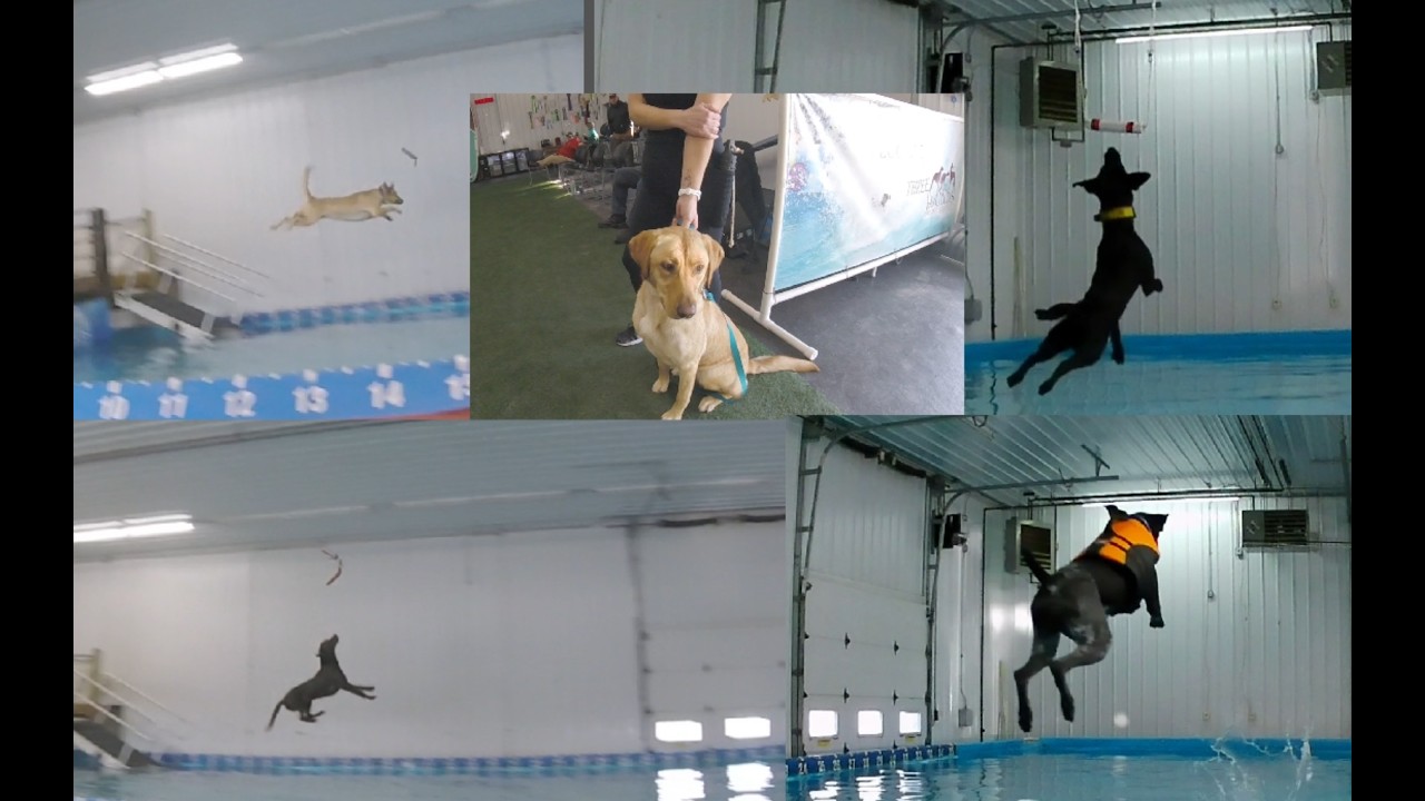 Gant Outdoors. A day of Dog Dock Diving hosted by Wisconsin Splash Punks at 3 Hounds Training Ground
