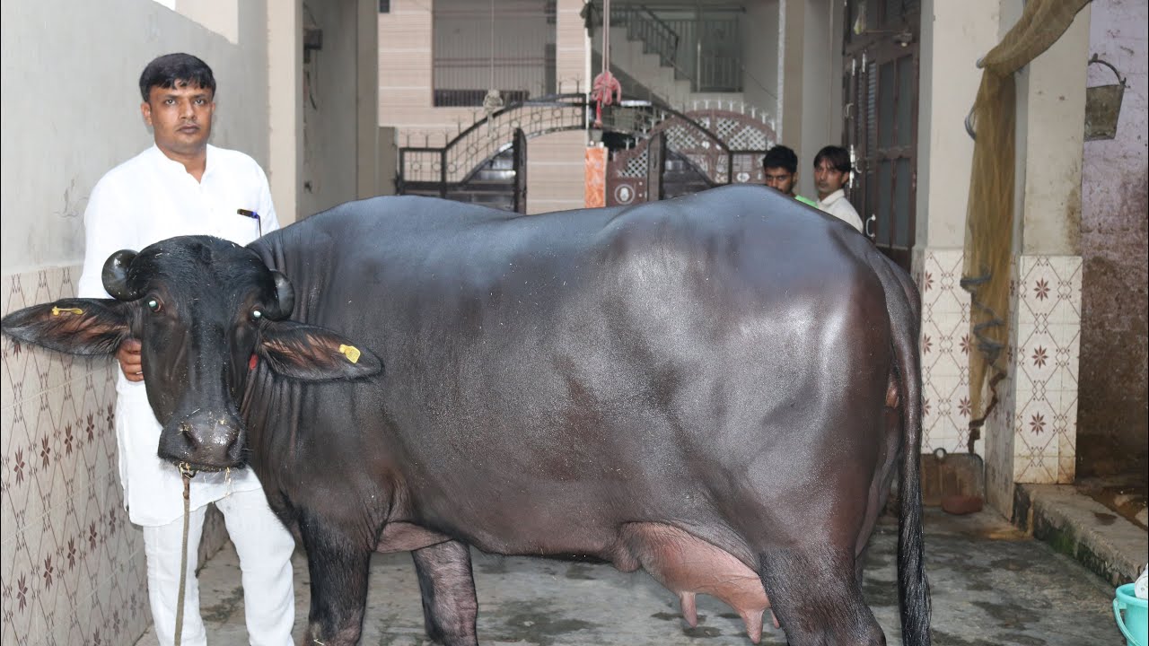 Show quality Murrah Buffaloes with high milk capacity at Dr. Manish Home