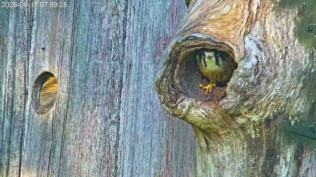 Last Kestrel Chick Fledges From Wisconsin Kestrels Nest | June 13, 2026