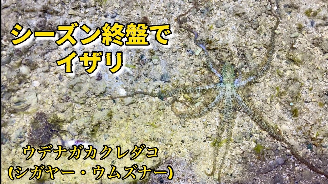 シーズン終盤だけどイザリでタコ取り！【メイちゃん②】