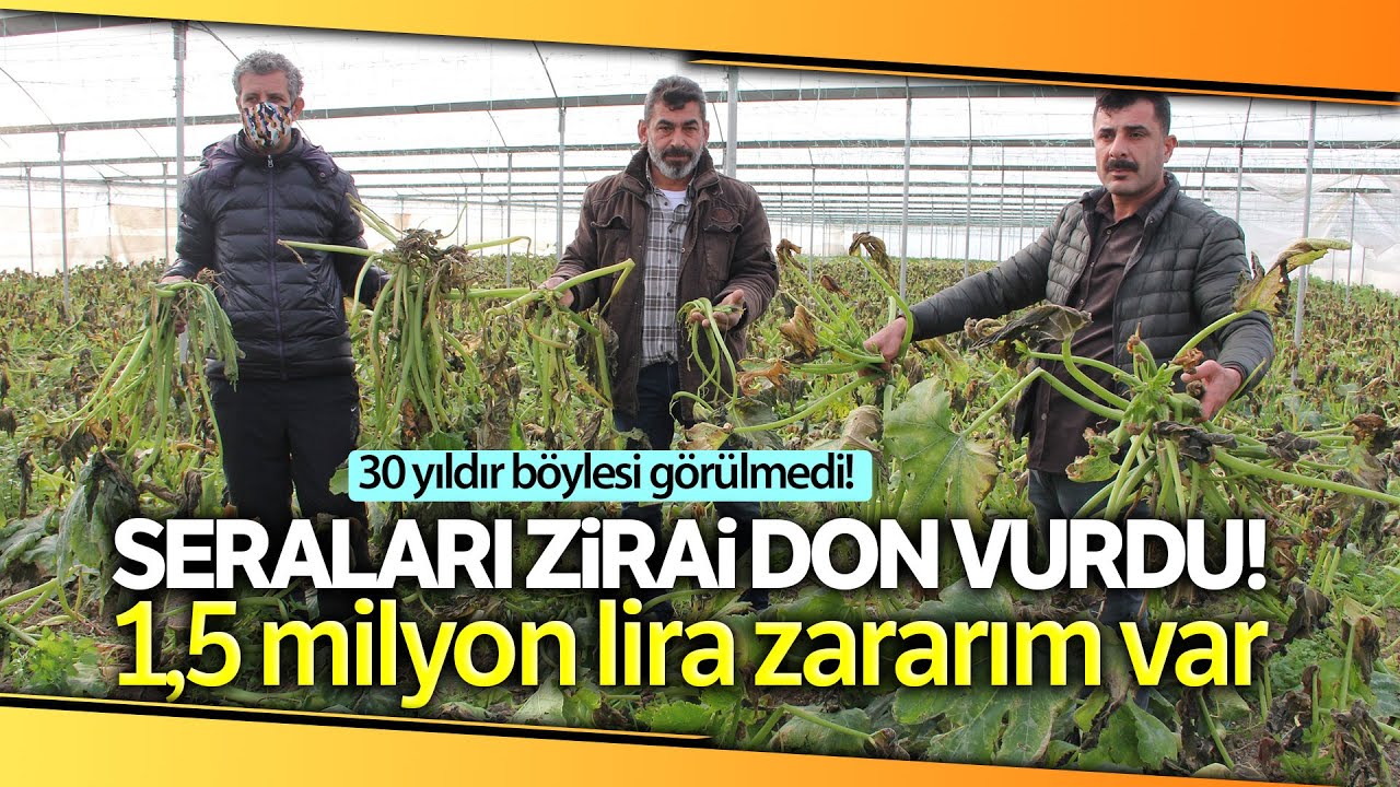 Mersin’i Zirai Don Vurdu, Seralarda Ürün Kalmadı