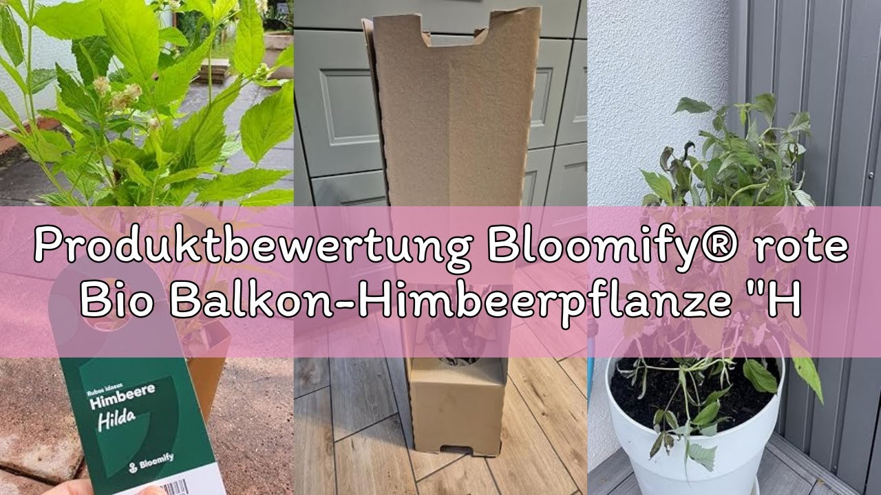 Produktbewertung Bloomify&reg; rote Bio Balkon-Himbeerpflanze 