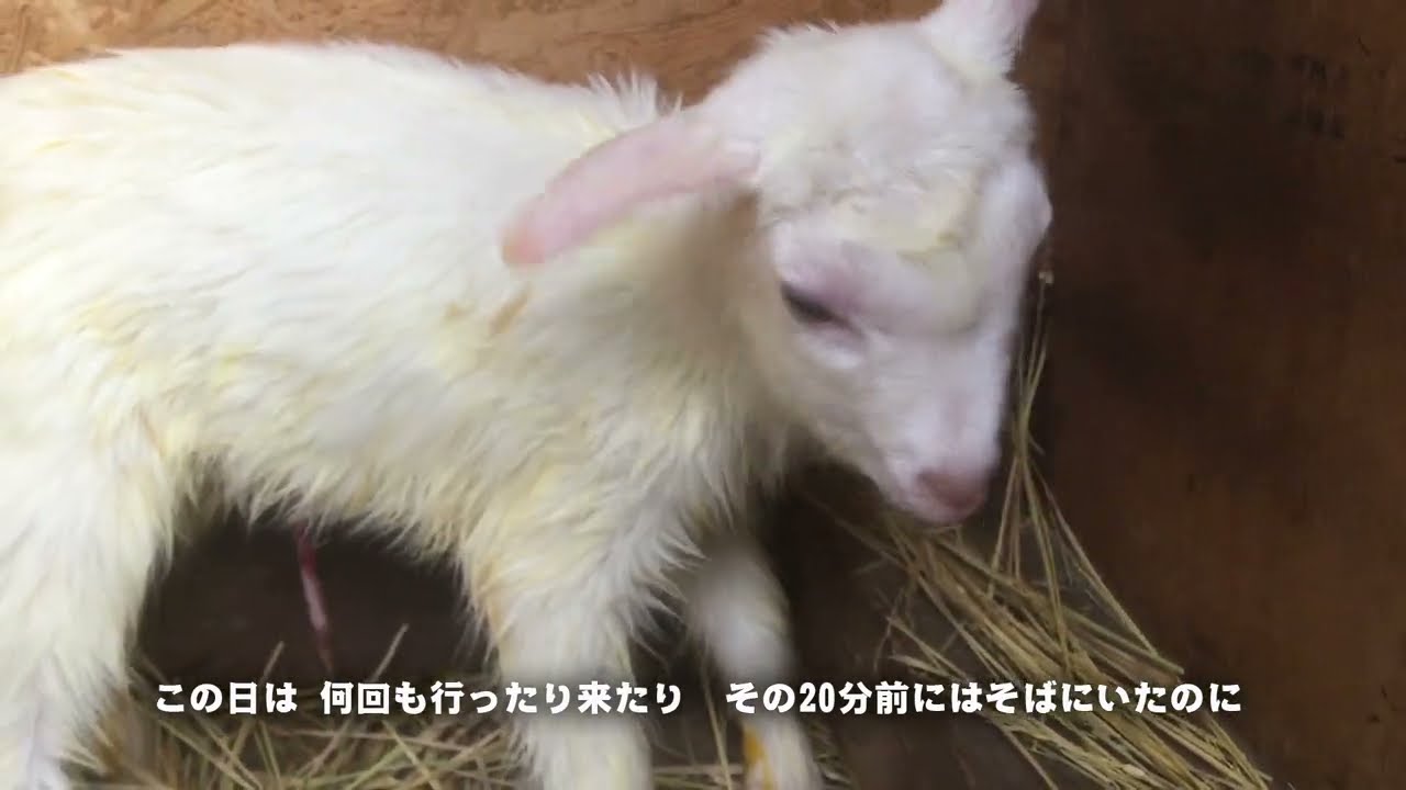 子ヤギが生まれてから旅立つまで