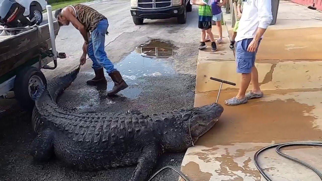 Massive 920 pound alligator caught in small Florida lake