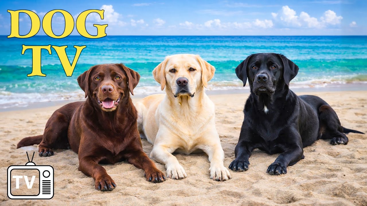 DOG TV: Best Video Entertain & Anti-Anxiety for Dogs to Watch  - Sothing Music for Dogs When Alone