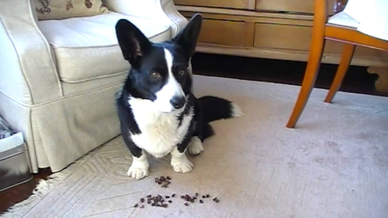 Tricks for the Uber Dude title with James the Cardigan Welsh Corgi