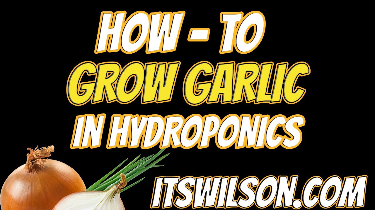 How to Grow Garlic in Hydroponics | How to Clone Garlic from Garlic.