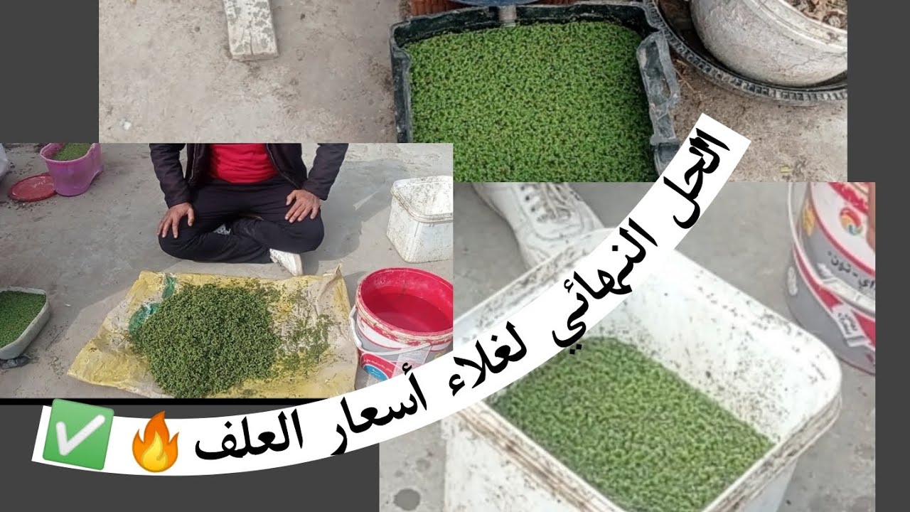 أزولا/أفضل وأسهل طريقه لزراعه الازولا في البيت🍀 Agriculture Azula