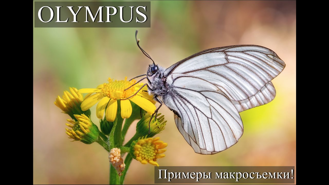 Макросъемка на Olympus OM-D E-M10 Mark II. Опыт и примеры