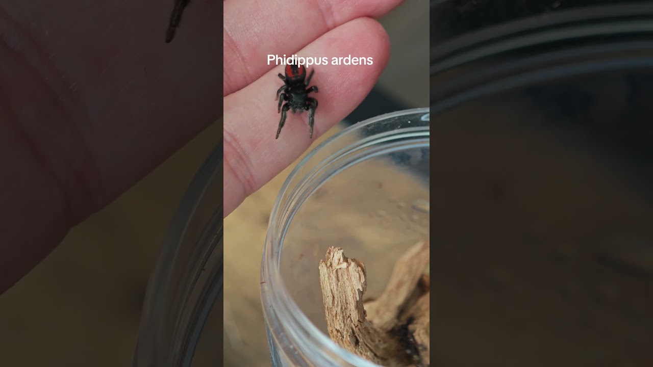 Skakun o czerwonym odwłoku Phidippus ardens #hobby #biology #spiders