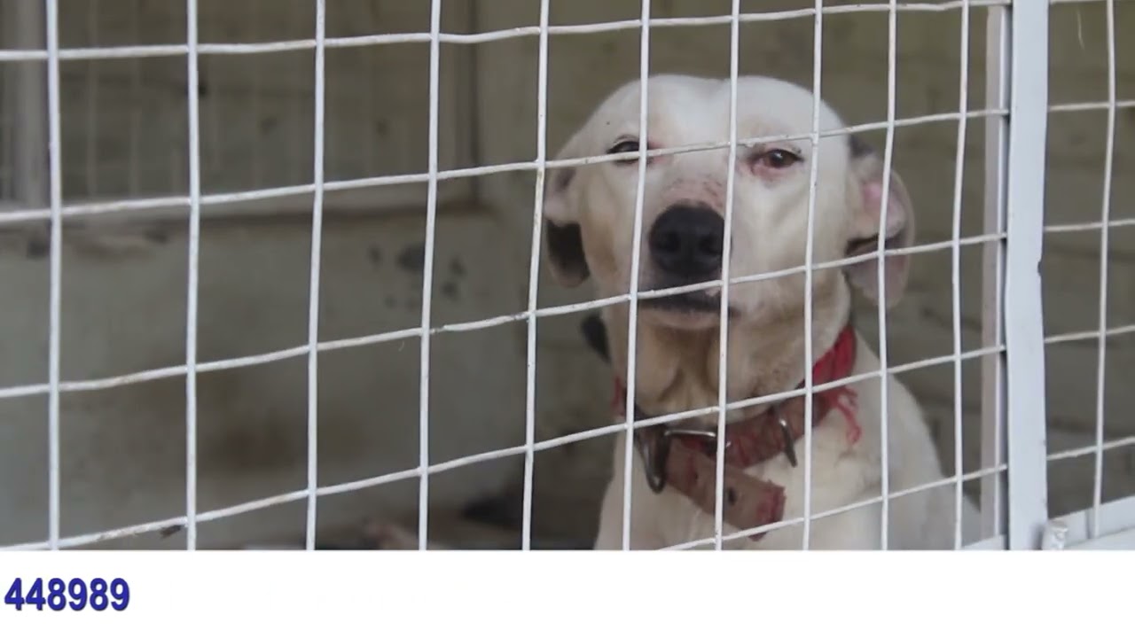 Animal shelter in lahore.