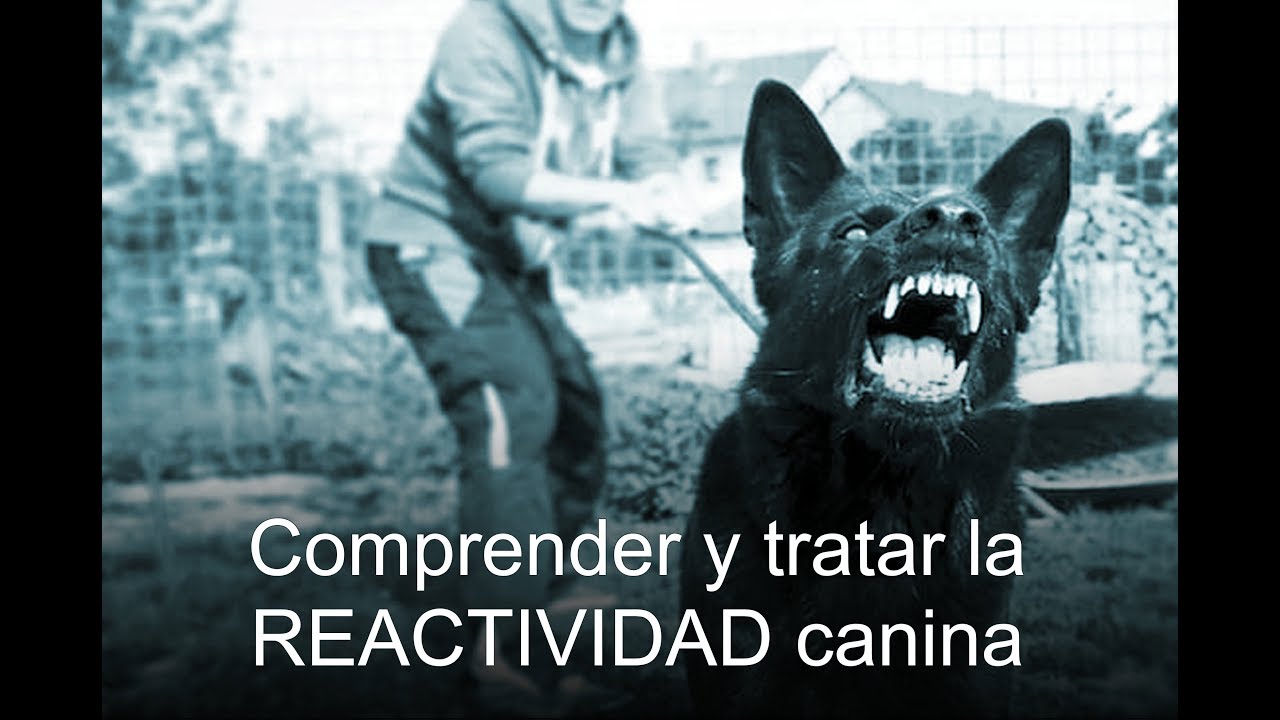 Comprender y tratar la reactividad en perros -parte 2 Tratamiento-
