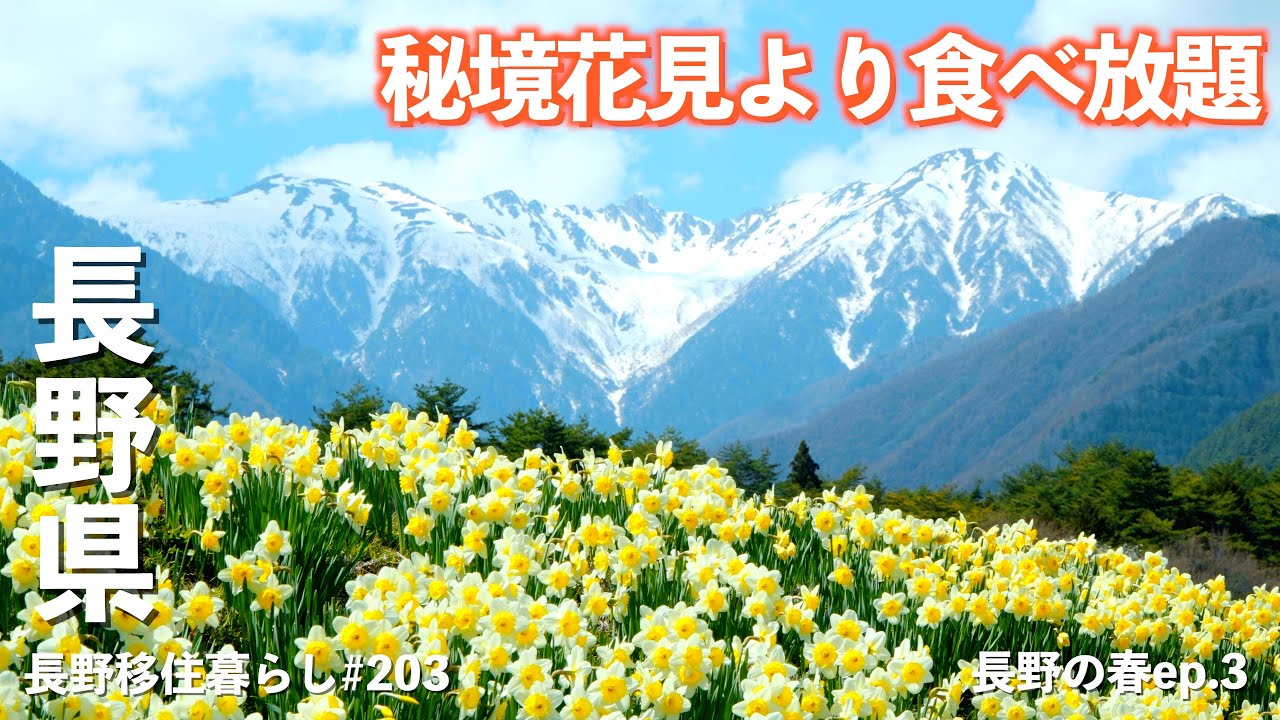 【長野移住】超穴場お花見スポットと極甘イチゴ狩りで決まり!!｜信州まつかわ温泉 清流苑｜大西公園｜みはらしいちご園｜ドライブ｜田舎暮らし｜長野県｜4K