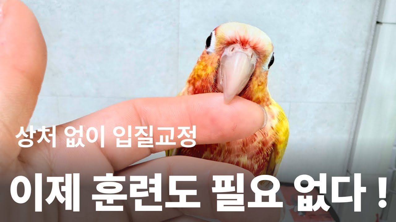 한 번 물리고 나면 손 내밀기조차 두렵죠… 하지만 달라질 수 있어요 [앵무새 입질 훈련 대신 교감법]
