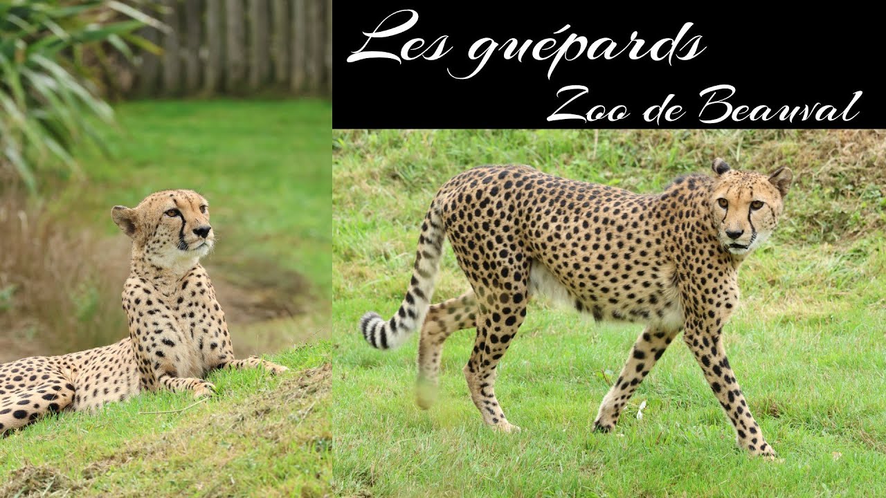 Les guépards - Zoo de Beauval - Saint Aignan - Loir-et-Cher - zoo de Beauval