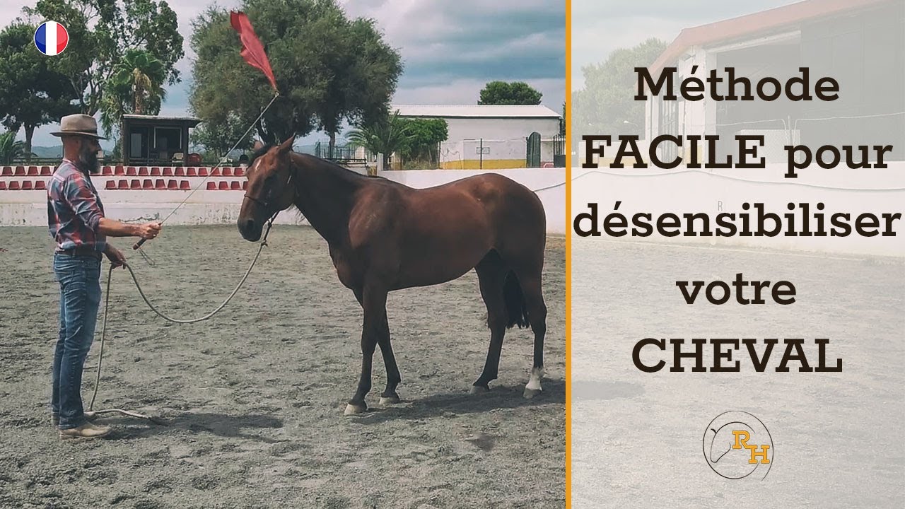 Ton Cheval n'aura Plus Peur de Rien | Guide Pas-à-Pas du Travail au Sol