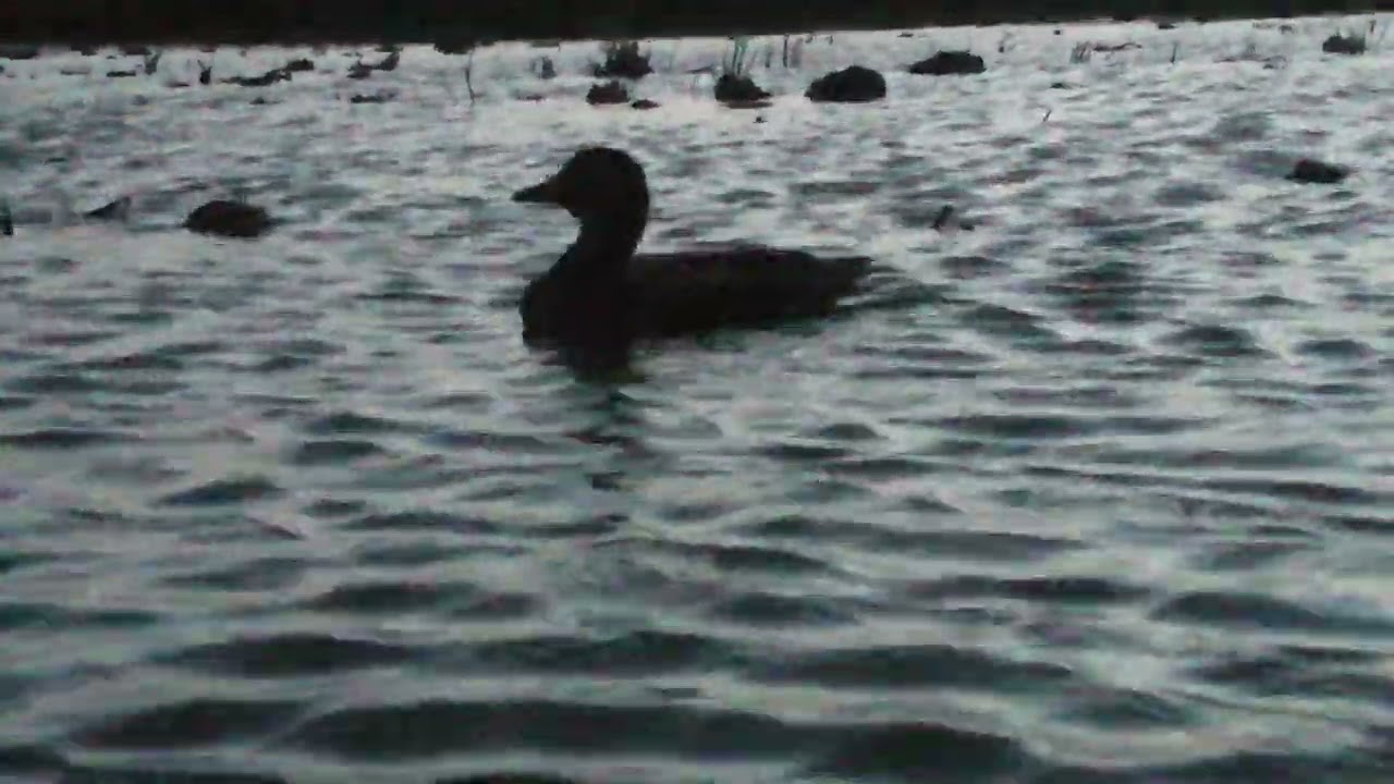 Pato Real de Reclamo canto largo .