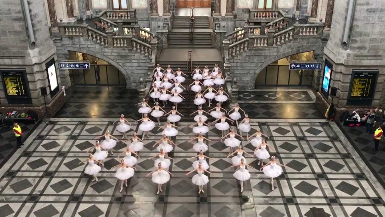 Het grootste Zwanenmeer in Antwerpen-Centraal