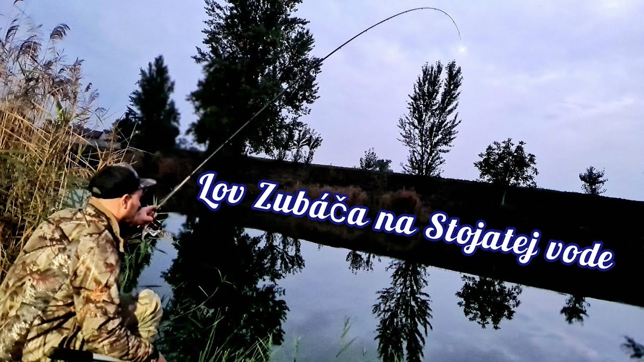 Lov Zubáča na Stojatej vode/Lov Zubáča na Plavák/Lov Candáta na rybku/Sensas Bombix/ZANDER FISHING