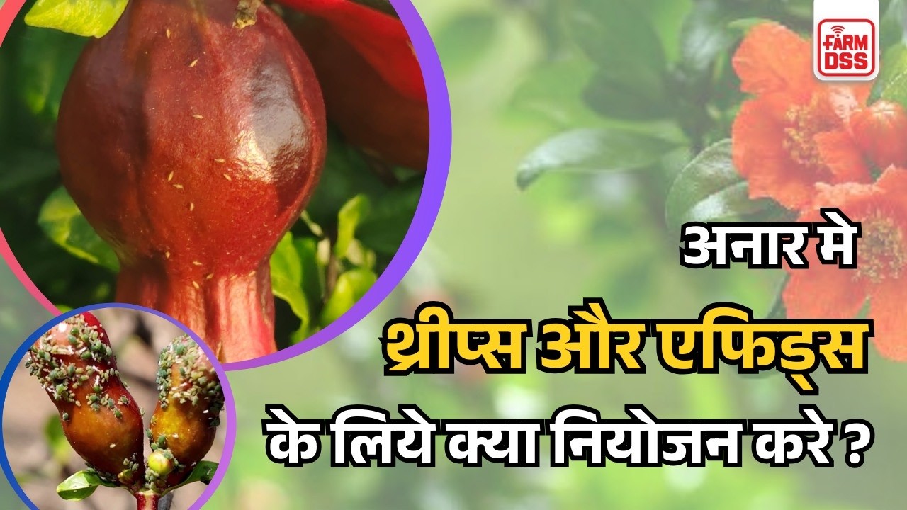 अनार मे थ्रिप्स और एफिड्स का नियोजन @BTGore