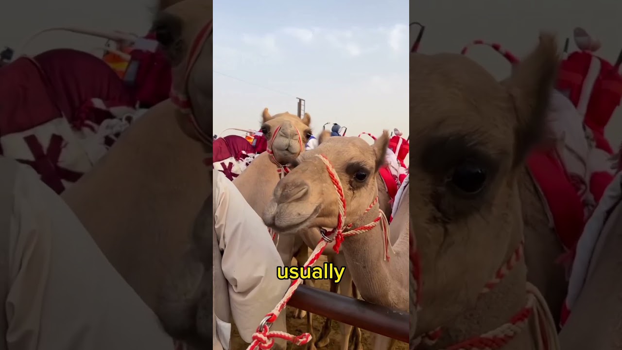 UAE Racing #uae #viral #travel #amazing #amazingworld #racing #camelracing #uaeevents #dubai