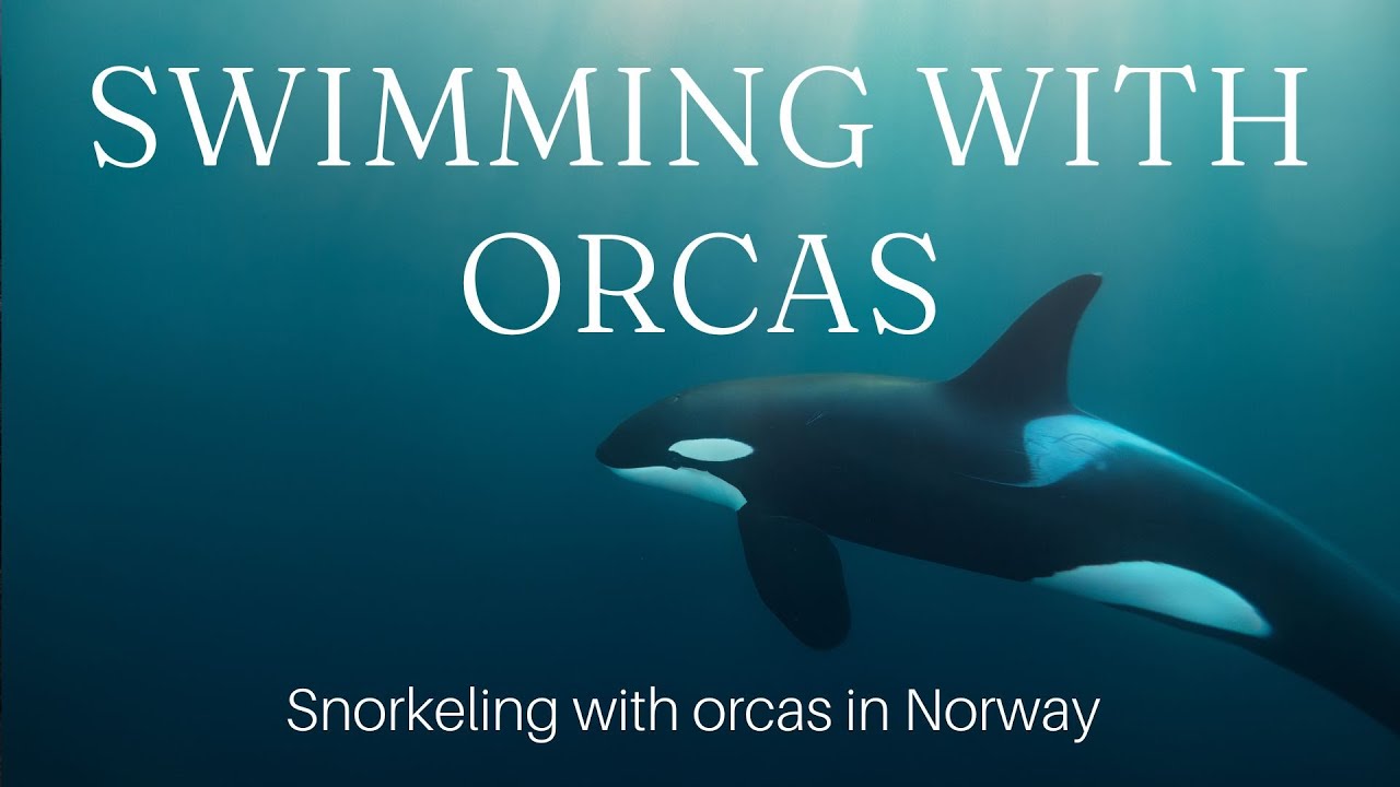 SWIMMING WITH ORCAS PHOTO TOUR - Snorkeling with orcas in Norway by CAPTURE THE ATLAS