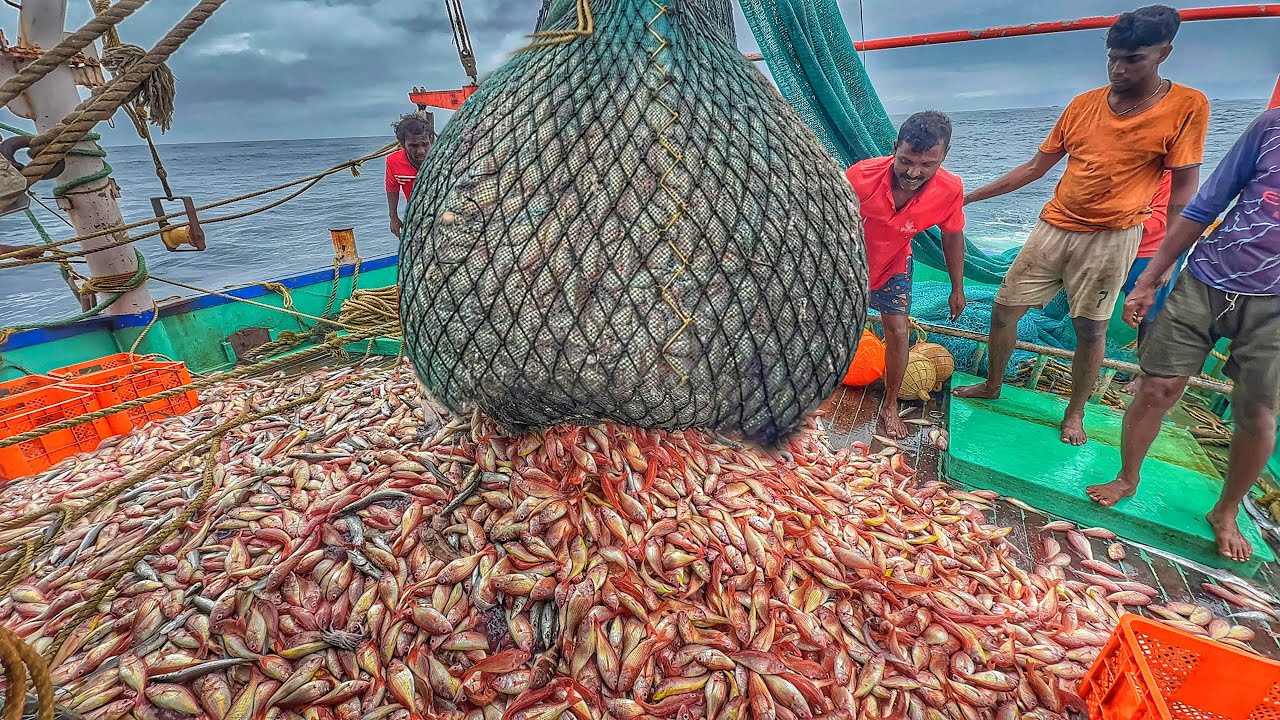 UNBELIEVABLE FISHING 🤩Millions Of Kili Fishes Caught In Single Day | Tasty Fish Curry Lunch |DAY- 02
