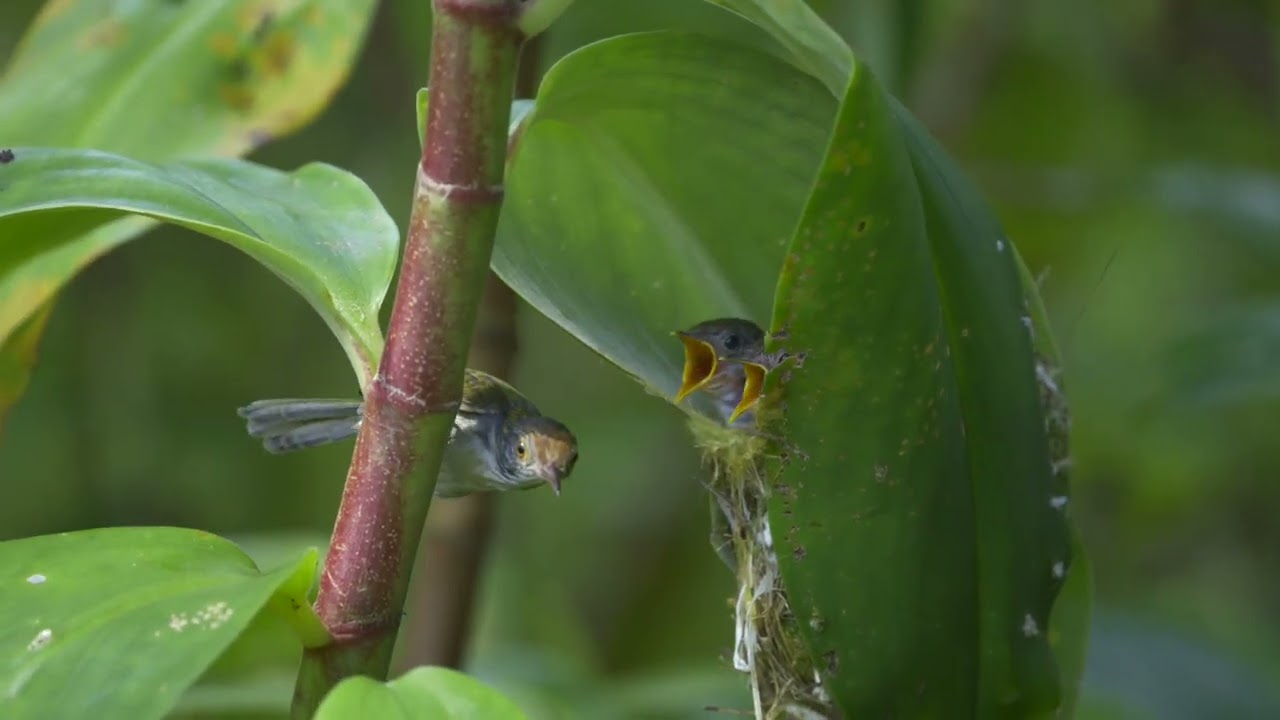 Common Tailor Bird Nesting @ Hampstead Wetland Park June 22nd 2025   4K