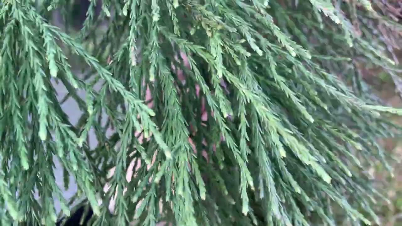 Pflege eines Berg-Mammutbaumes (Sequoiadendron giganteum) - Ein ausgewachsenes Exemplar in DE