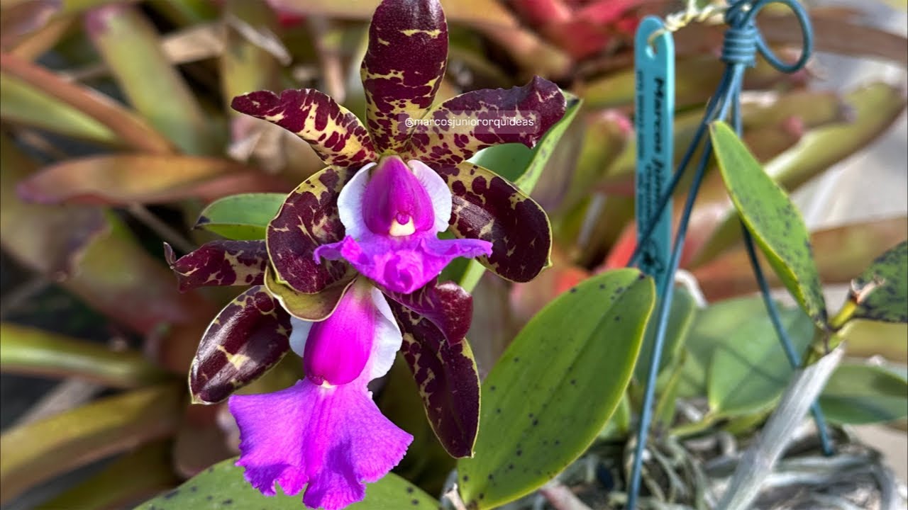 VEJA COMO AS ORQUÍDEAS ESTÃO LINDAS!!!