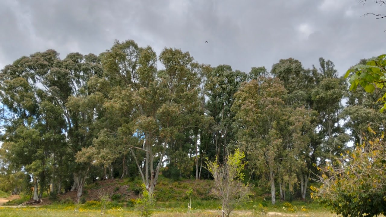 Parque Moret - 🌳Pulm&oacute;n Verde de Huelva 🌳