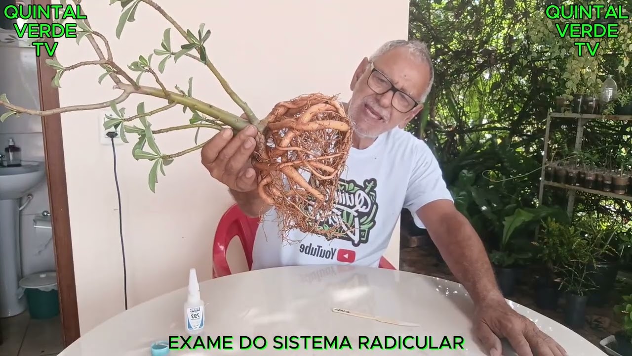 ROSA DO DESERTO NECESSIDADE DE REPLANTIO Video 1620