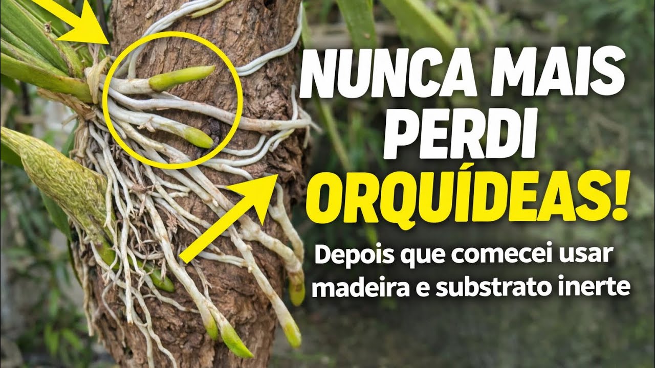 Raízes novas, brotos e hastes florais – resultado do cultivo!👆