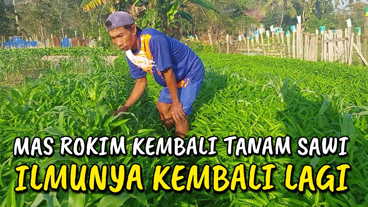 MAS ROKIM PETANI AMBYAR ‼️ KEMBALI TANAM SAWI DI KEBUN PEKARANGAN RUMAH
