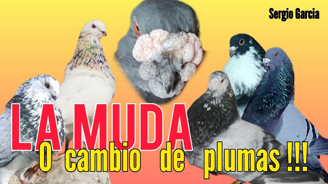 ✅ LA MUDA O CAMBIO DE PLUMAS EN LA PALOMA. Consejos que te ayudarán!!