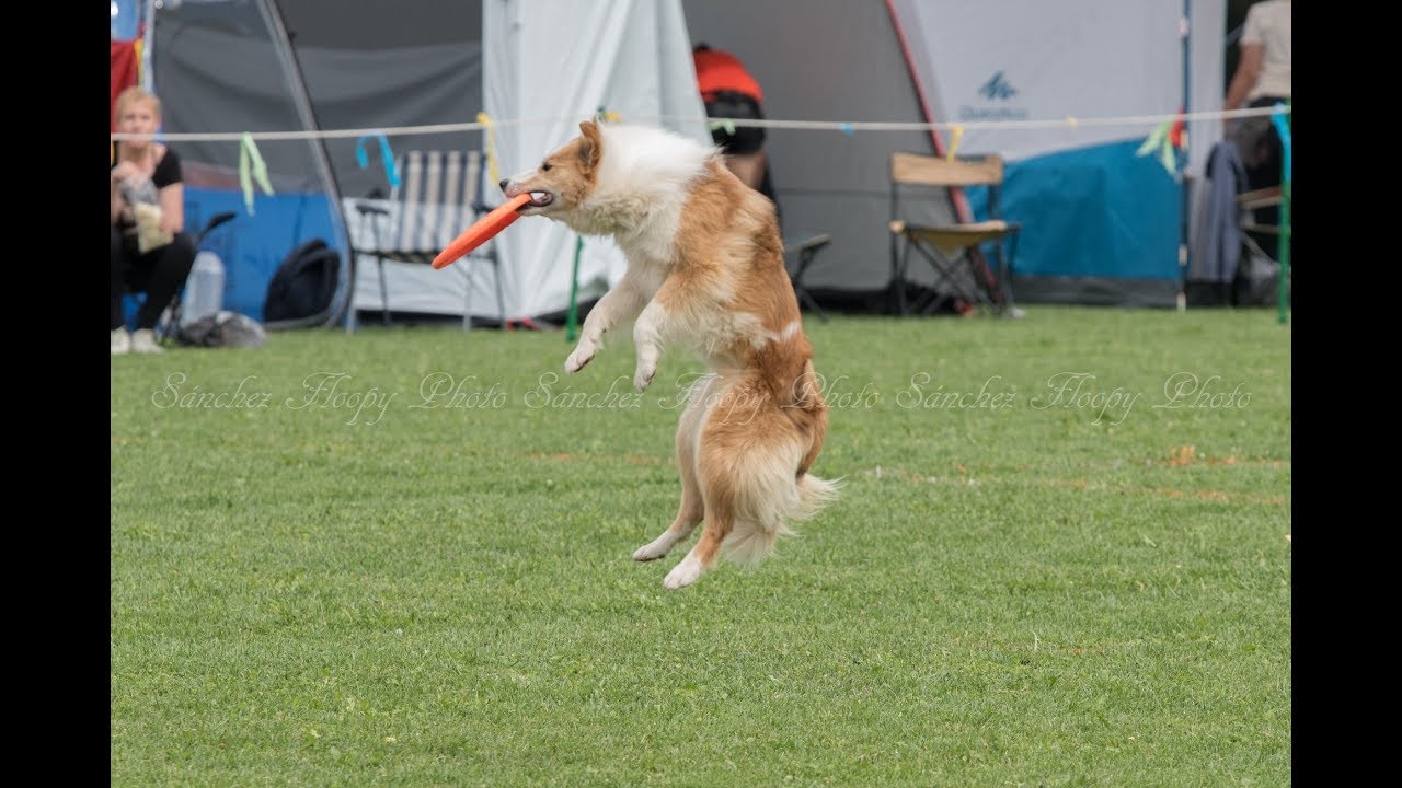 33 - 1ª parte Demanda Disc Dog Cup