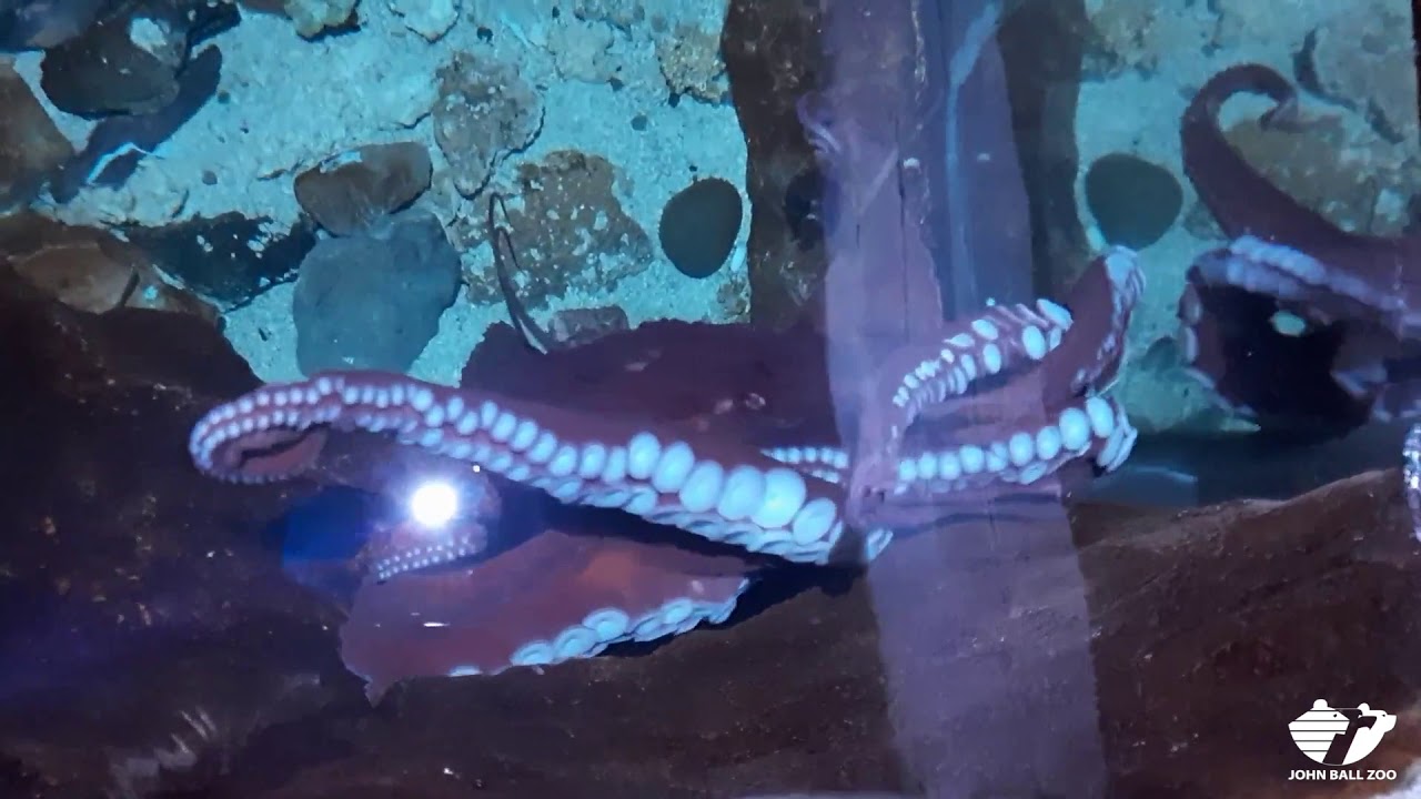 Zoo Insider - Giant Pacific Octopus Visit