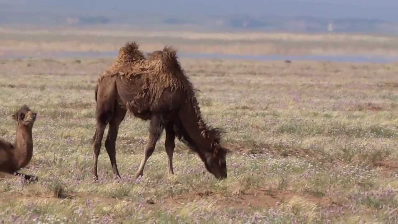 Mongolia Pustynia Gobi wielbłądy baktriany