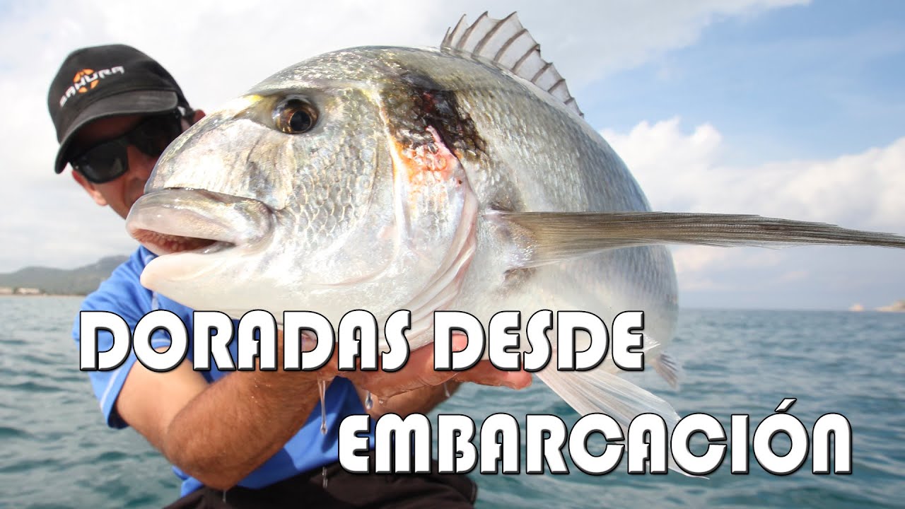 DORADAS DESDE EMBARCACIÓN