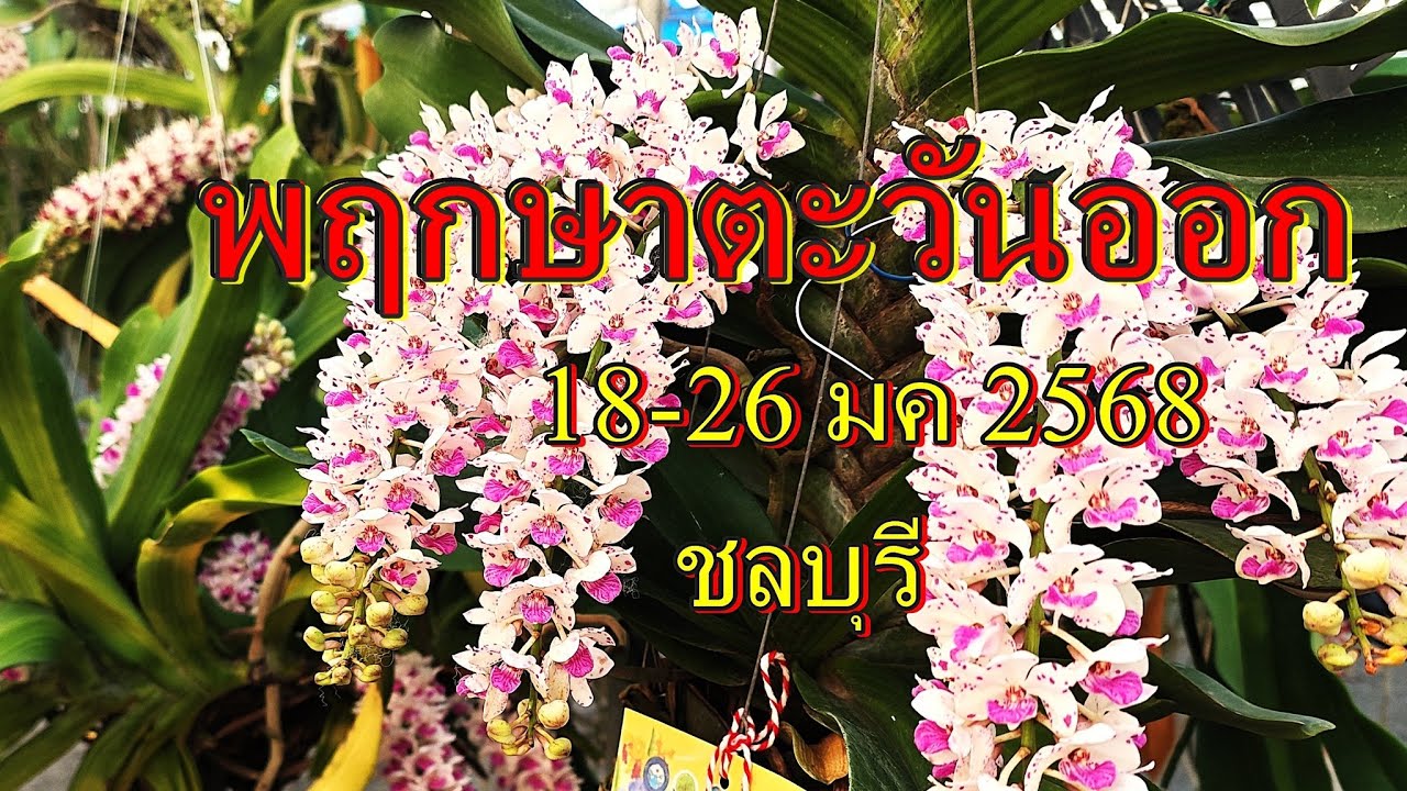 พฤกษาตะวันออก 18-26 มค. 2568 ที่ศาลากลาง จ.ชลบุรี,งานประกวดกล้วยไม้ช้าง,Orchids Festival 2025