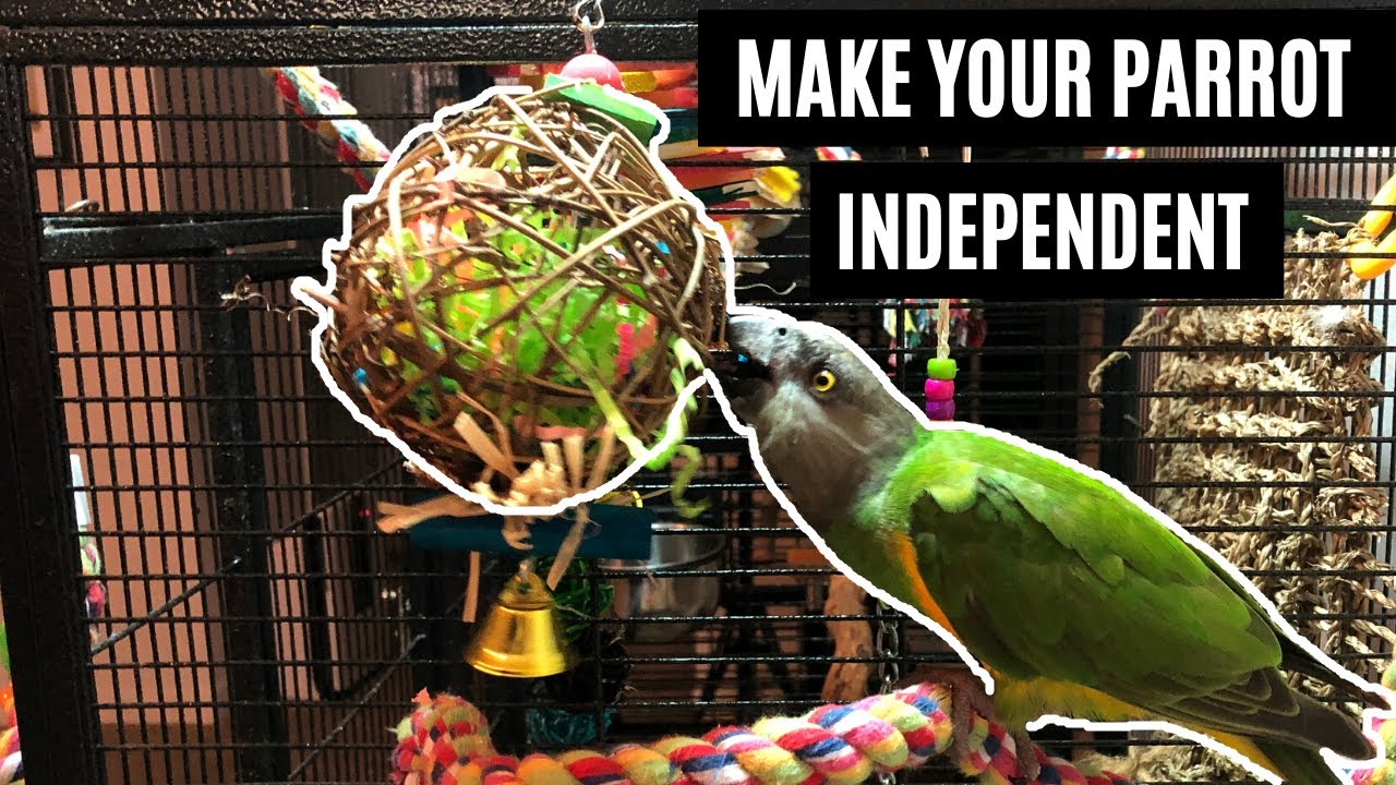 How To Make Your Parrot More Independent and Self-Entertain