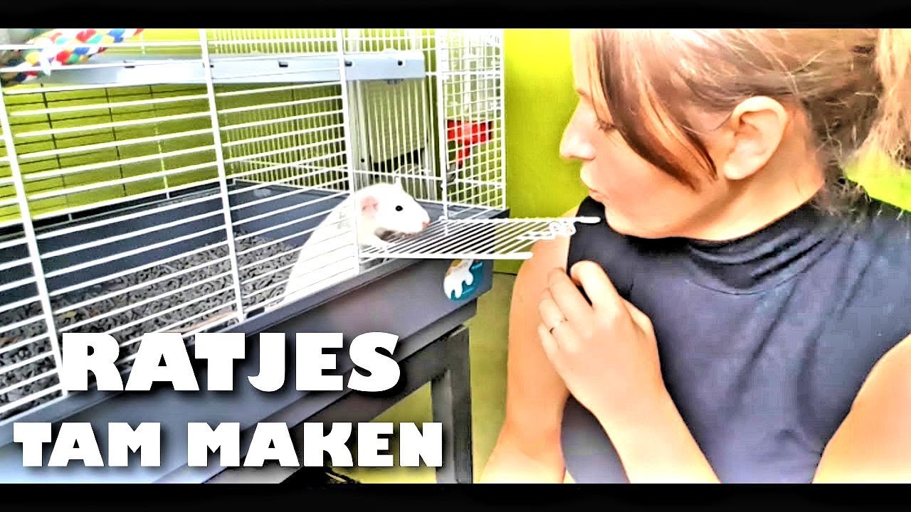 Ratjes tam maken | Hoe bouw je een band op met je Rat? #1