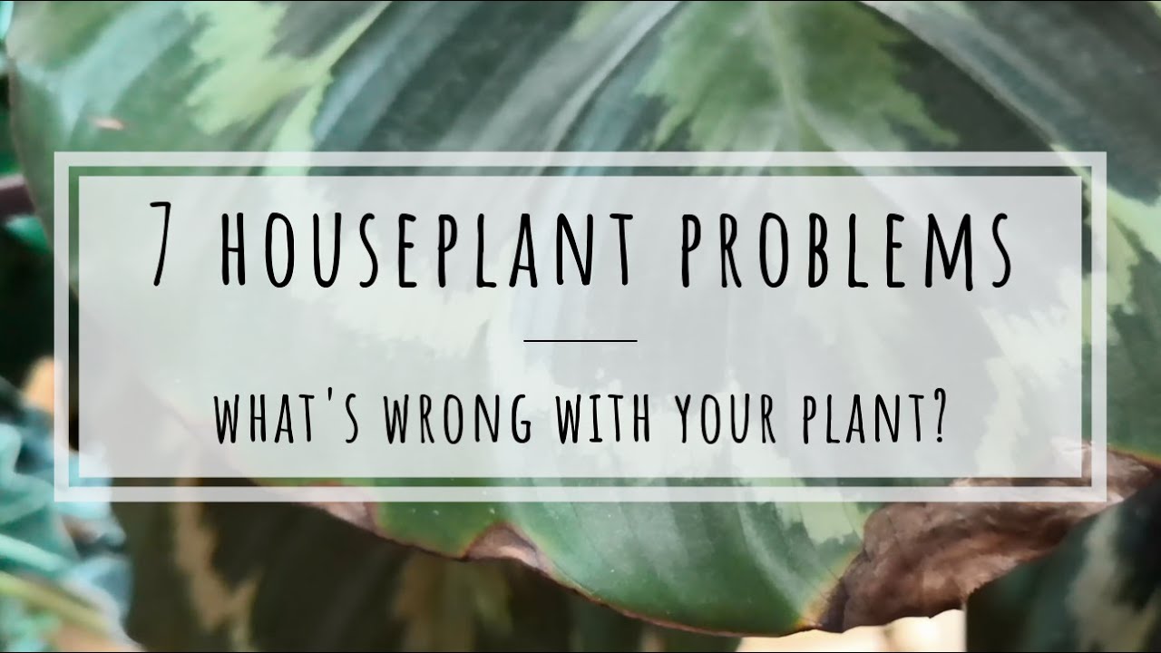 Common houseplant problems and solutions