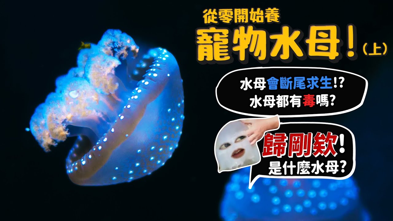 【從零開始養】寵物水母(上)水母會斷尾求生?水母都有毒嗎?