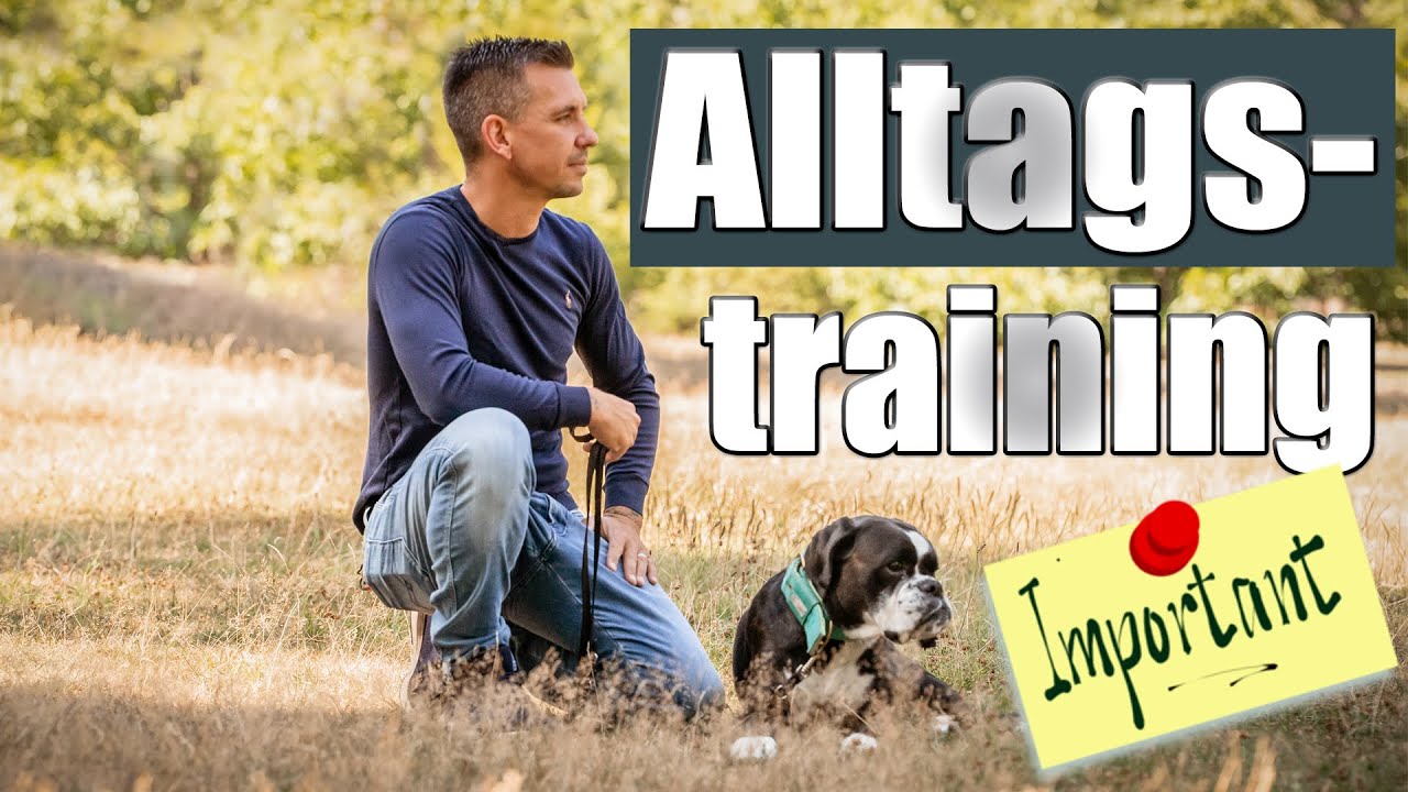 Hundetraining im Alltag  ist das A und O - darauf MUSST du achten