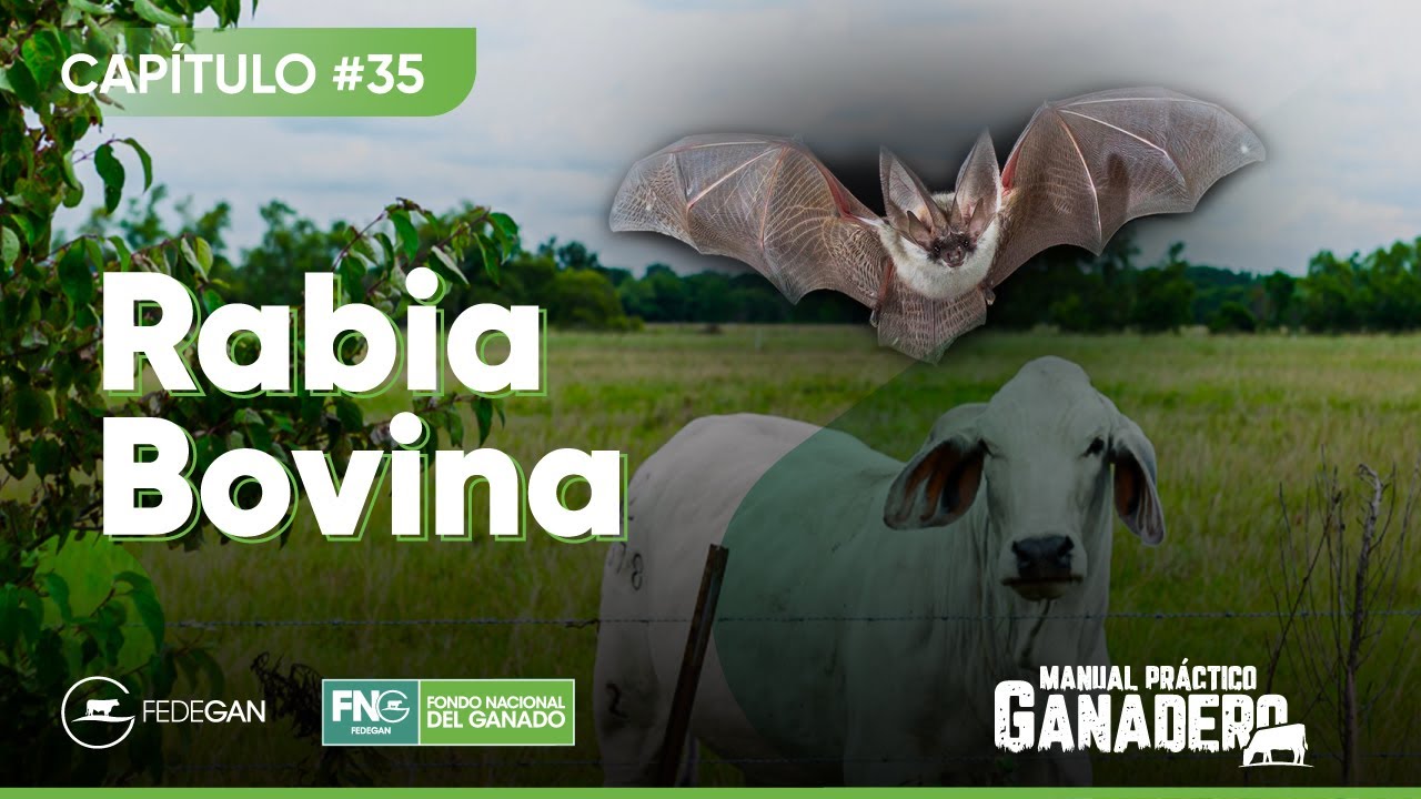 Cap 35 - Rabia Bovina #ManualPracticoGanadero