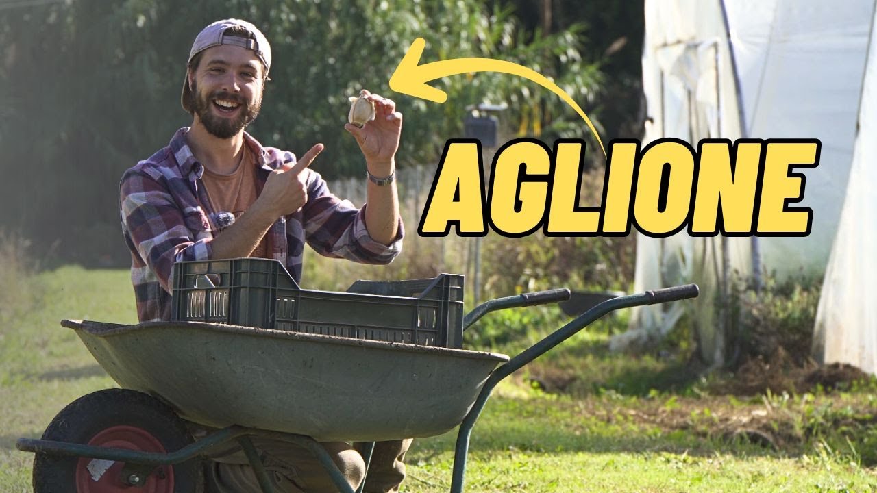 Semina e coltivazione dell'AGLIONE dalla A alla Z.
