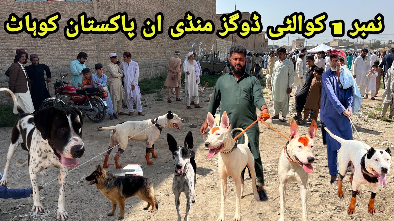 No 1 Quality Dogs Mandi in Pakistan kohat || Special dogs || Latest video ||